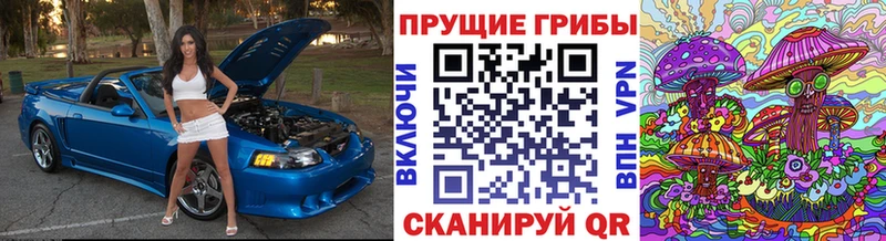 Купить закладки  Апшеронск  Галлюциногенные грибы Cubensis 